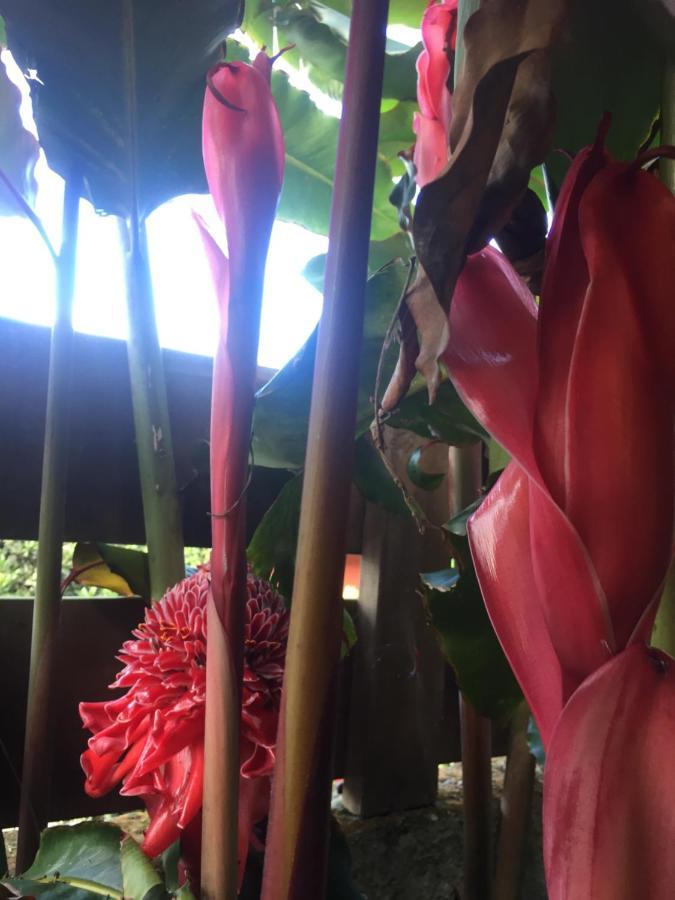 Coeur Creole Hotell Le Tampon Exteriör bild